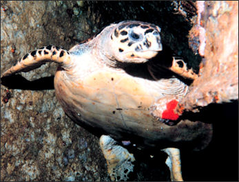 20110307-NOAA turtle hawksbill reef2055.jpg